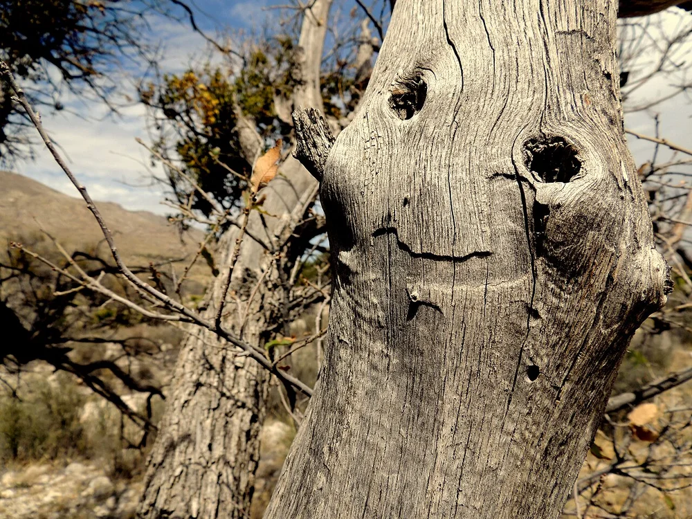 happy facial expression photo — A Smile in a Tree