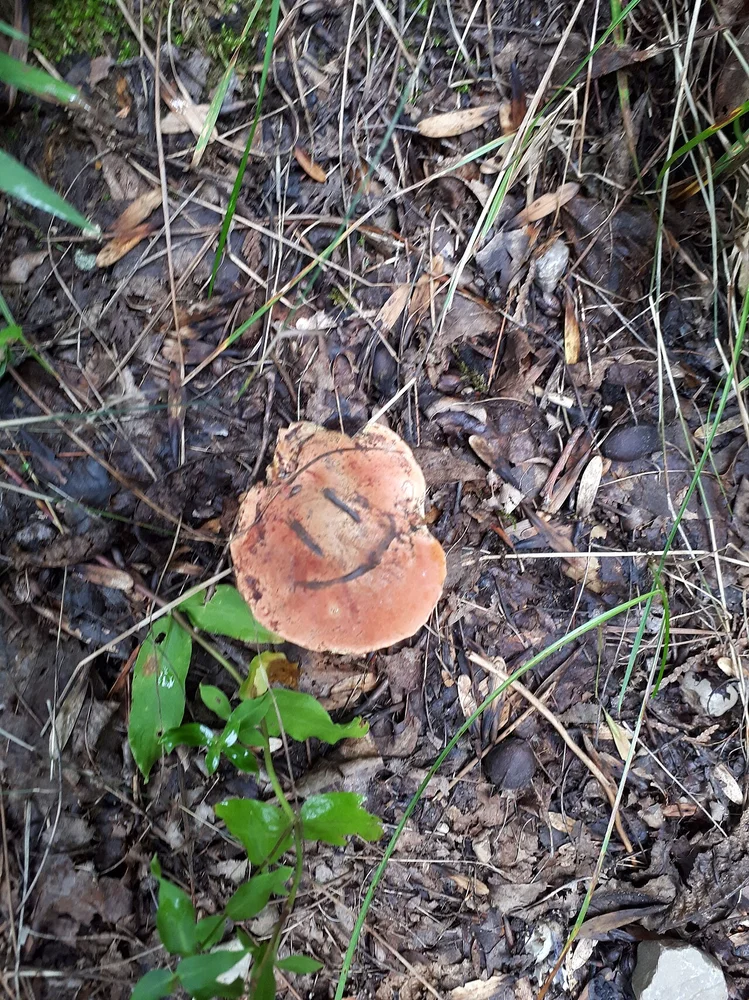 happy facial expression photo — Happy Shrooms (44267786992)